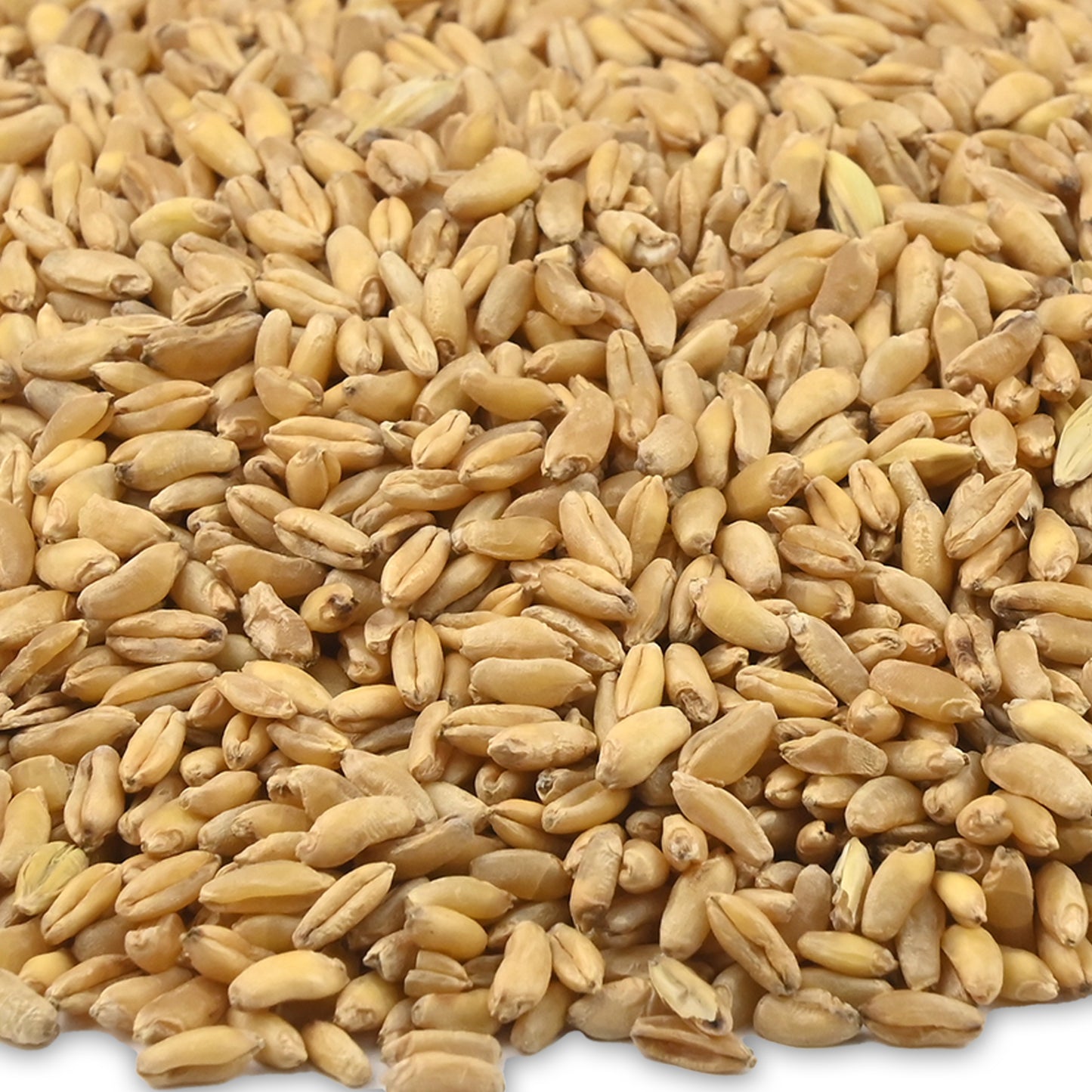 PUMPKIN SEED PSIHA